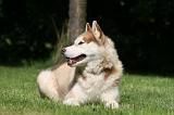 SIBERIAN HUSKY 972